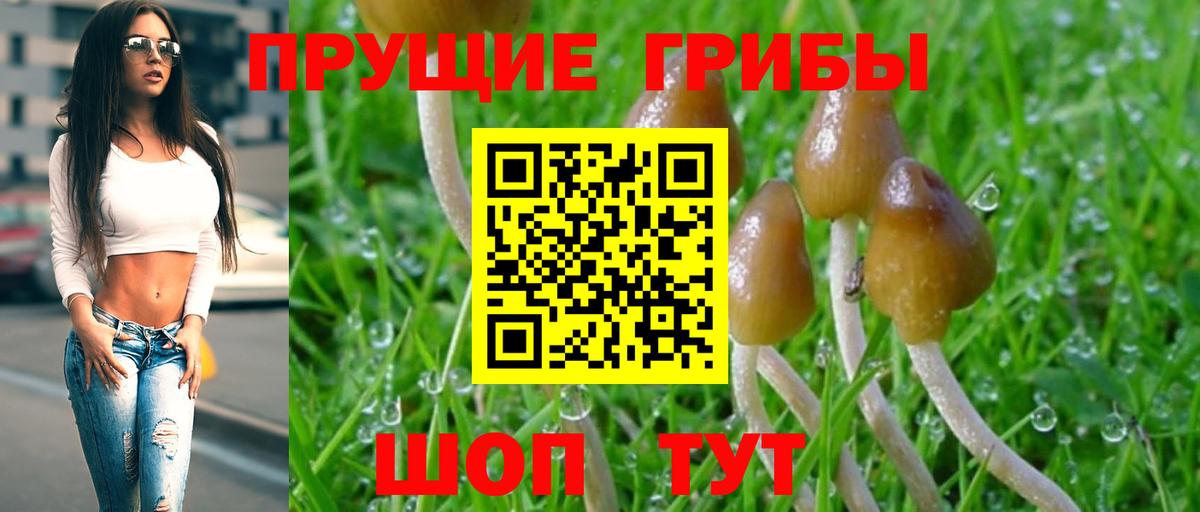 Аксай  Псилоцибиновые грибы мицелий  Псилоцибиновые грибы GOLDEN TEACHER  Вход с VPN 
